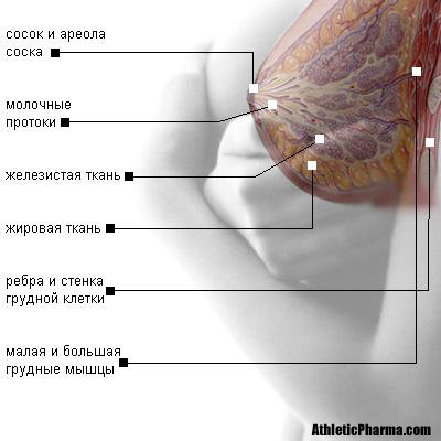 Строение женской груди