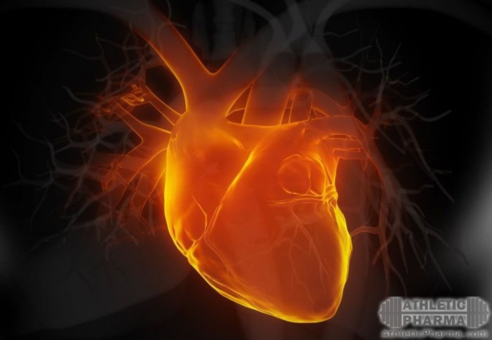 Препараты адреноблокаторы для укрепления сердца