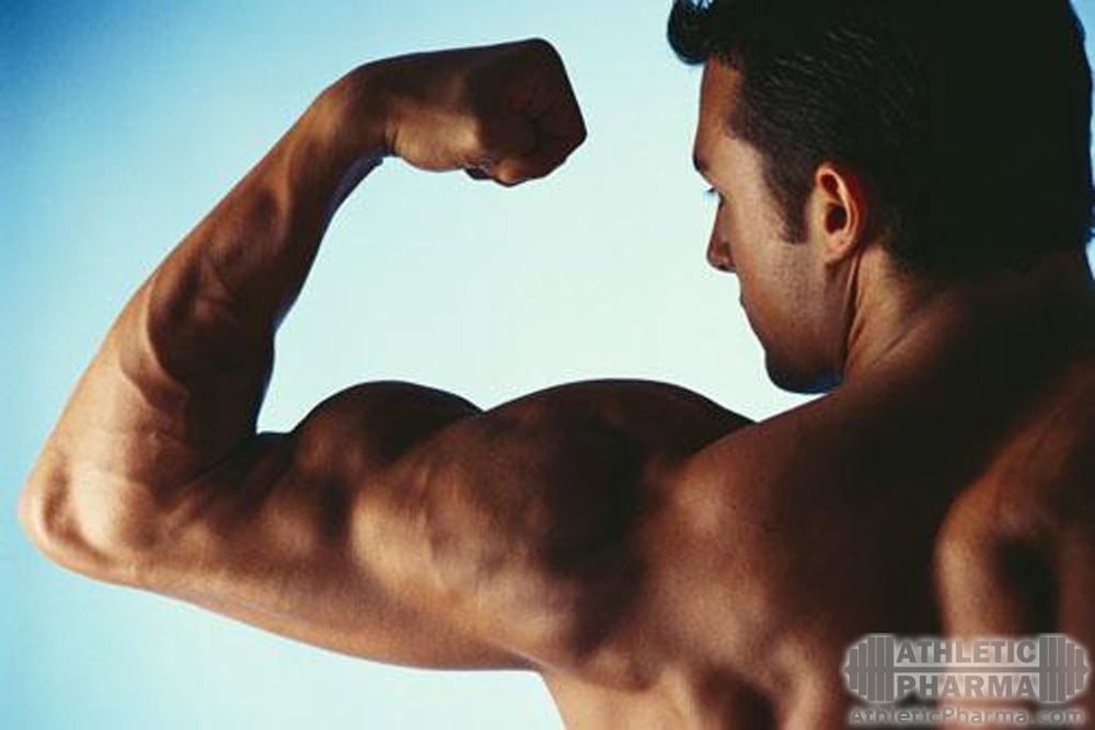 Действие стероидов для мышц