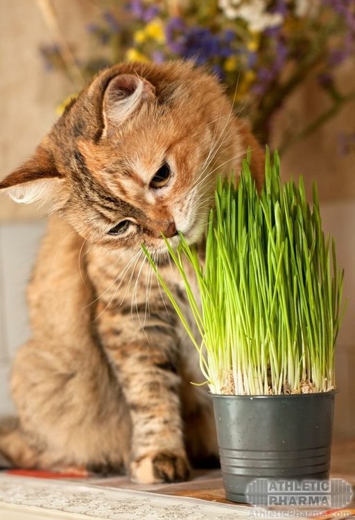 Кот жует траву
