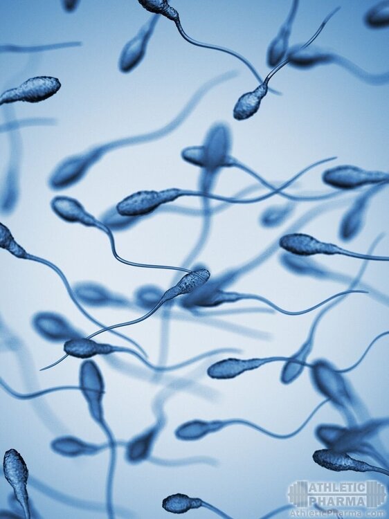 Сперматозоиды в движении